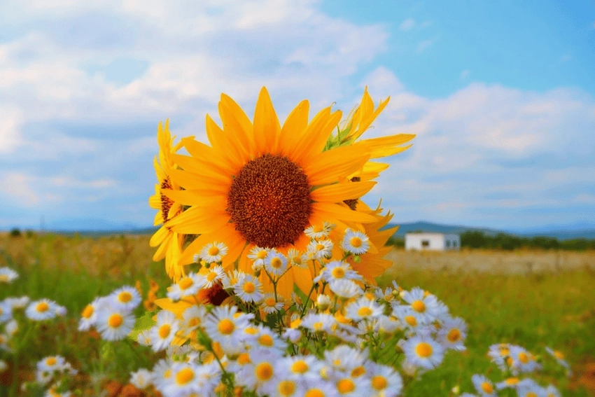 Hình nền hoa hướng dương cho máy tính xinh