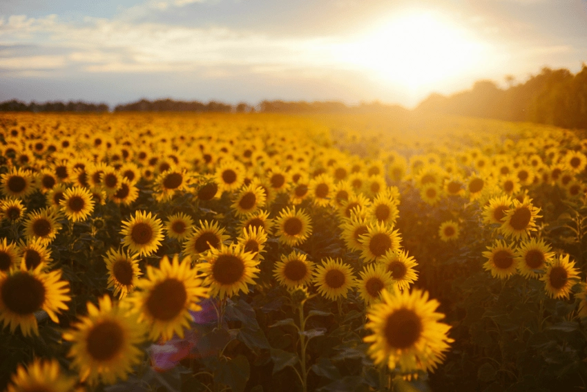 Hình nền máy tính 4K hoa hướng dương sắc nét