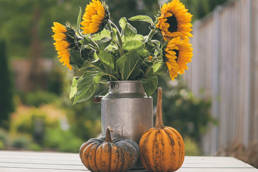 Hình nền máy tính hoa hướng dương full HD