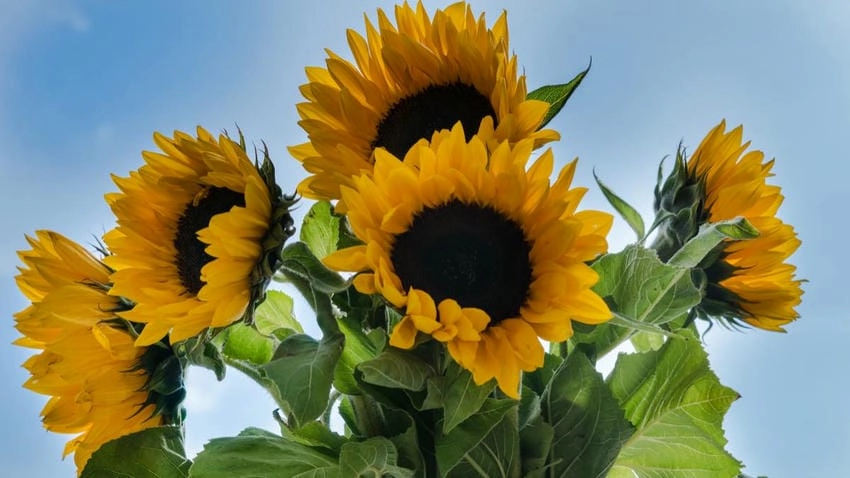 Ảnh đẹp về hoa hướng dương ngọt ngào