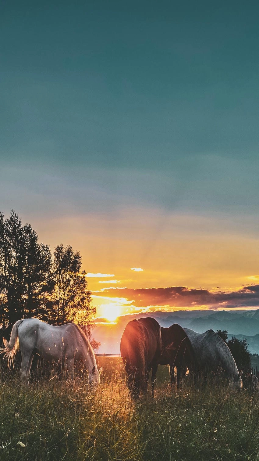 Hình nền con ngựa cho iphone bừng sáng màn hình