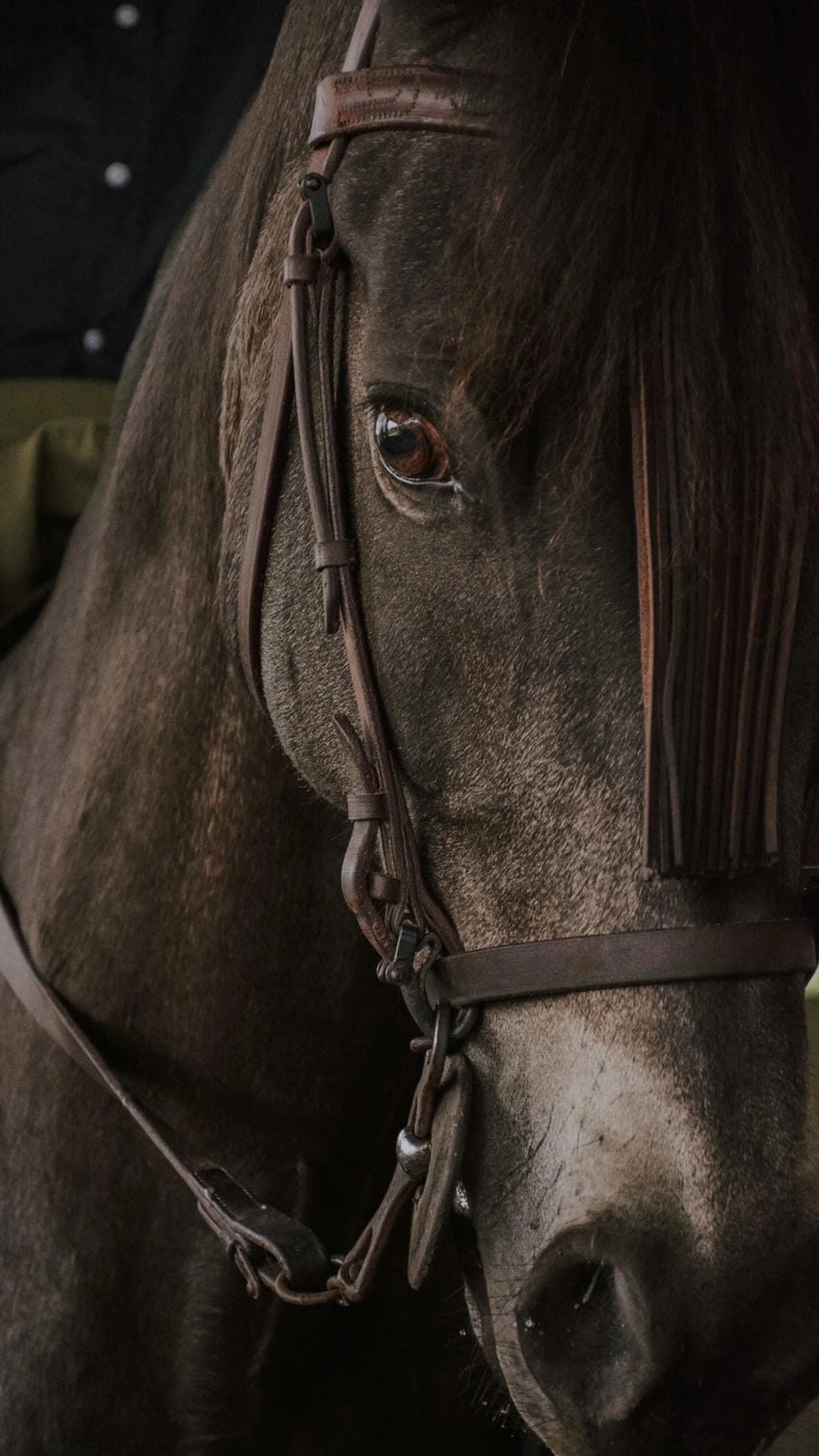 Hình nền ngựa đẹp 3d sống động như đang phi giữa gió