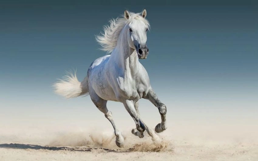Hình nền con ngựa thắp sáng tinh thần mạnh mẽ