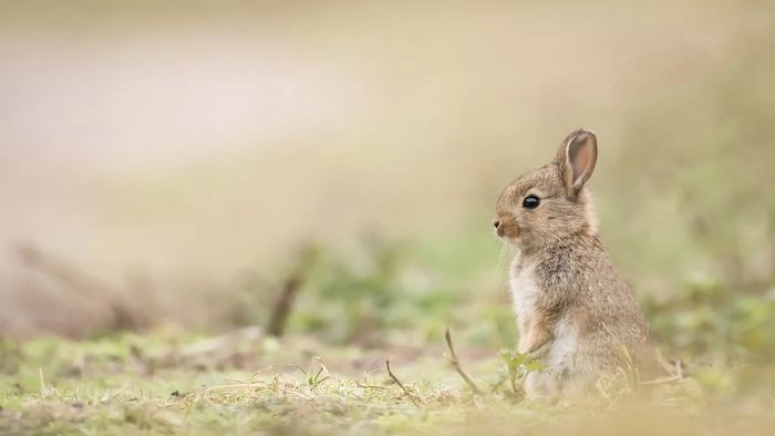 Hình nền con thỏ cute mềm mại nhẹ nhàng đáng yêu