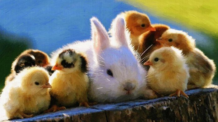 Hình nền thỏ ngầu độc lạ cá tính cho máy tính