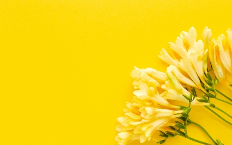 Hình nền màu vàng rực rỡ mang lại cảm giác ấm áp