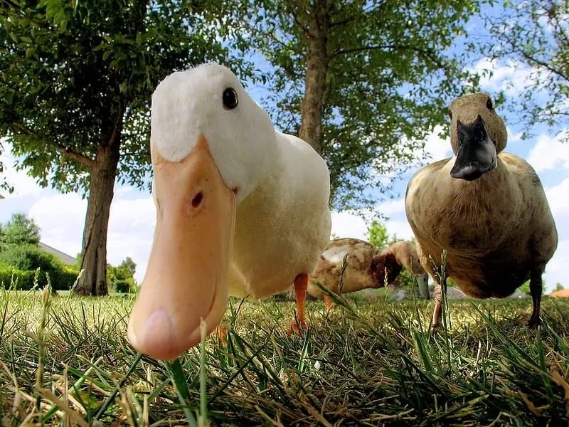 Ảnh nền con vịt cute đáng yêu chinh phục mọi ánh nhìn