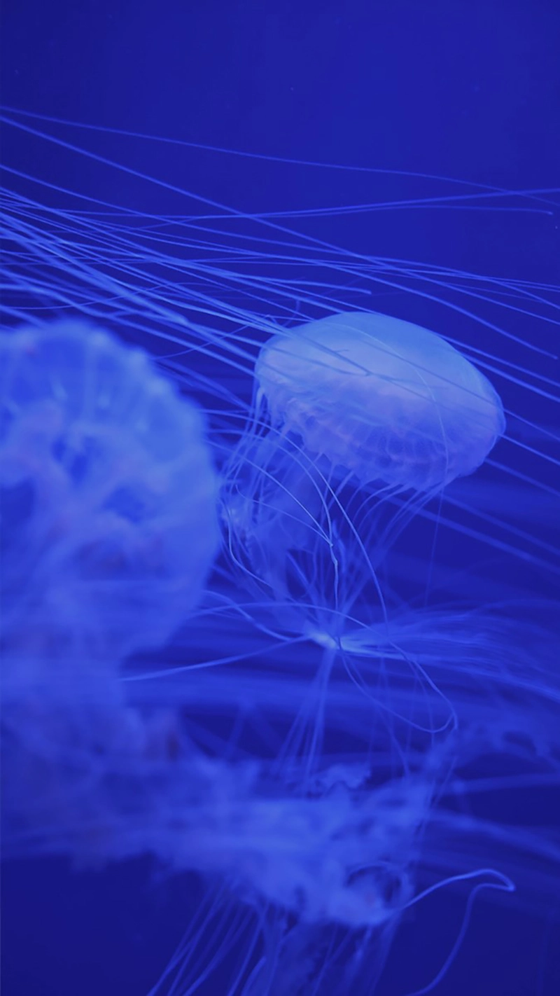 Hình nền đẹp màu xanh dương cho ngày thêm tươi mới