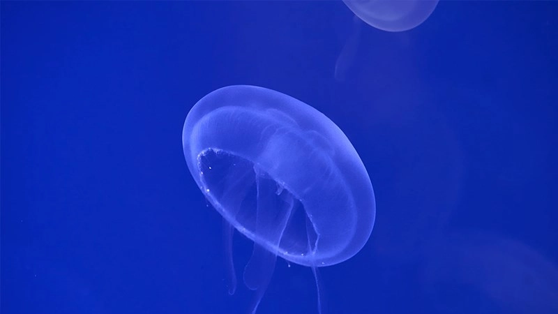 Hình nền pp màu xanh tạo ấn tượng trong từng slide