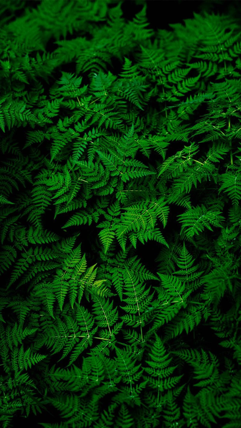 Hình nền màu xanh cho iPhone dịu mắt cuốn hút