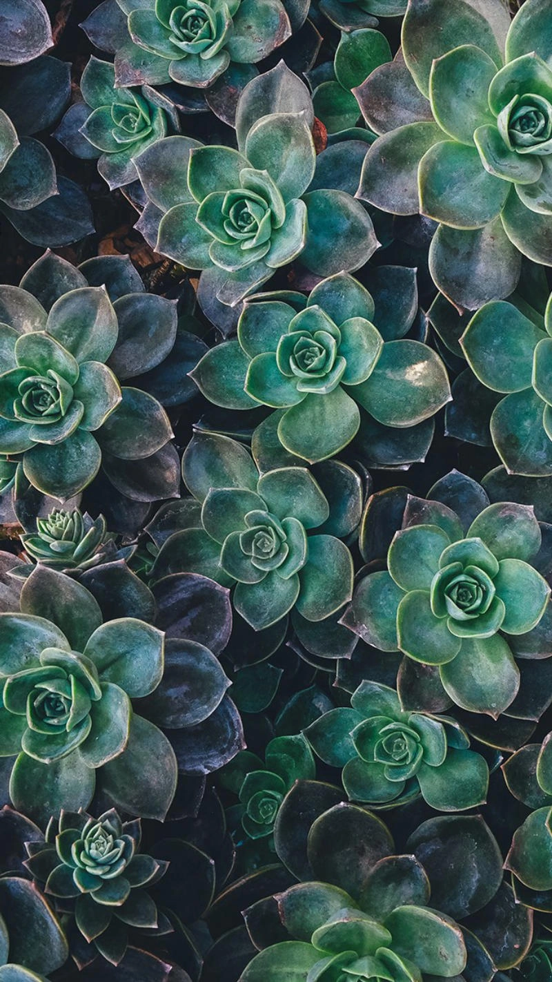 Hình nền màu xanh lá tạo cảm giác bình yên