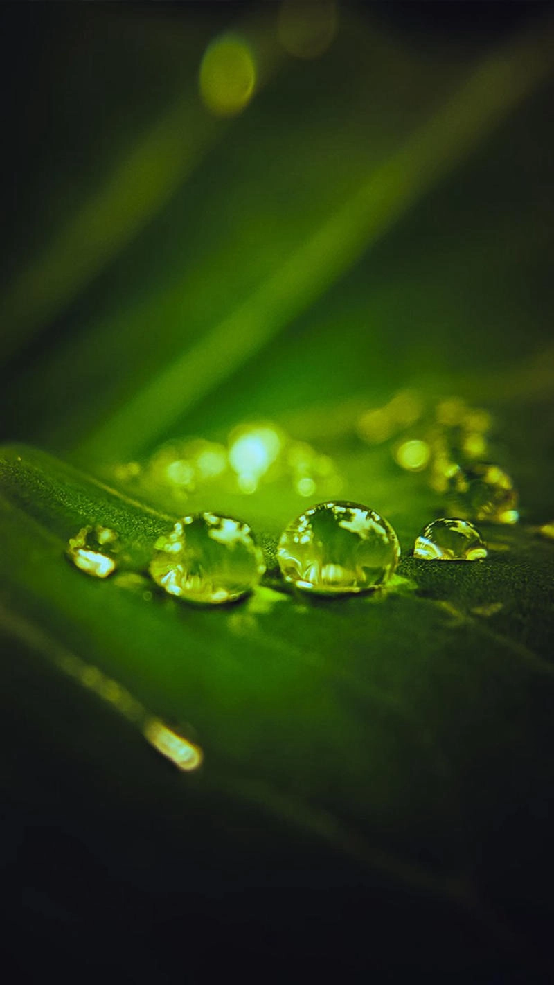 Hình nền màu xanh lá cây mềm mại và trong trẻo