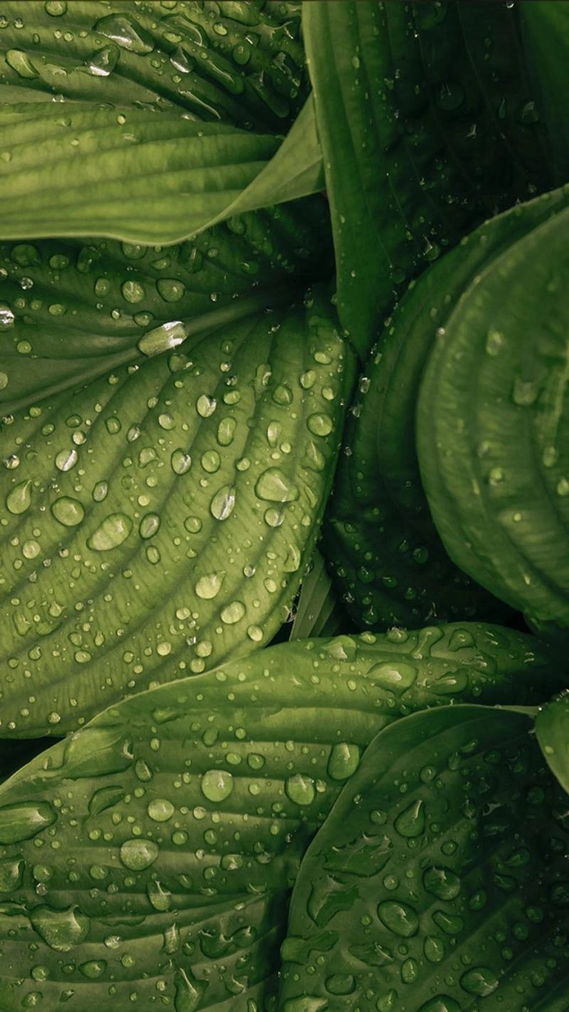 Hình nền màu xanh lá cây cute ngọt ngào đáng yêu