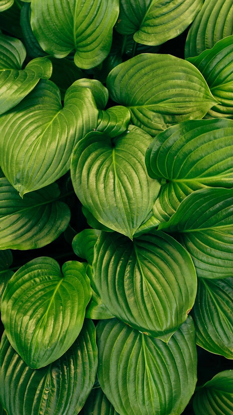 Hình nền hoa màu xanh lá cây tươi tắn nổi bật