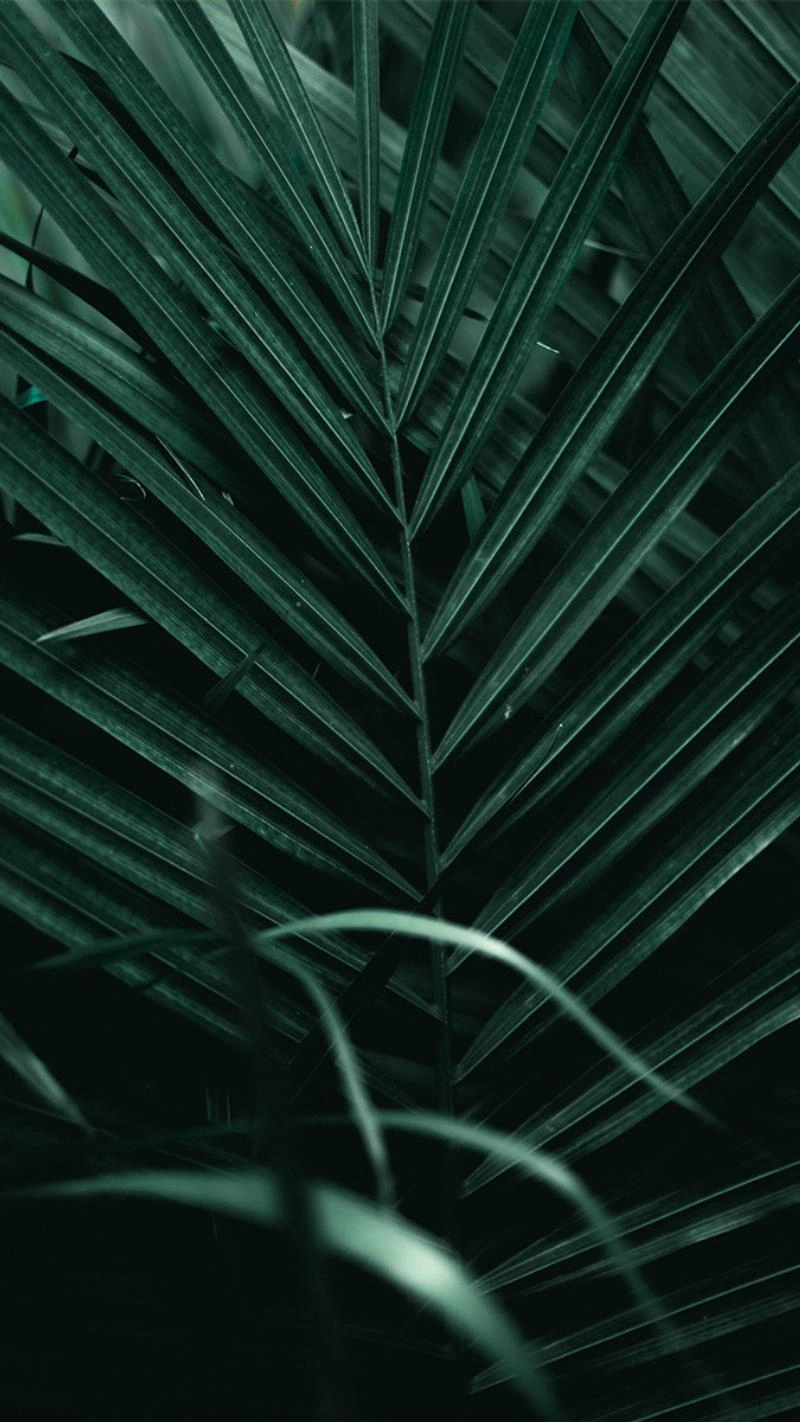 Hình nền màu xanh lá cây đẹp và tràn sức sống