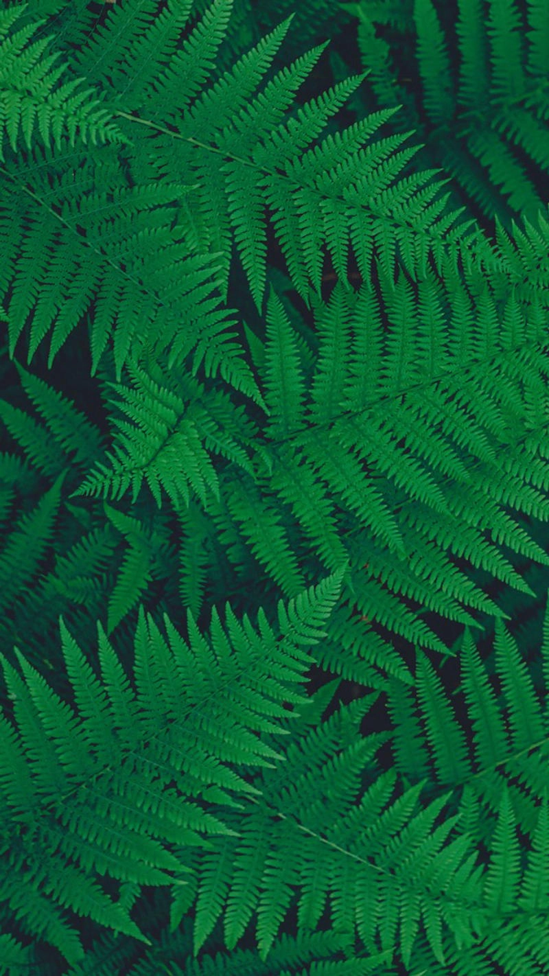 Hình nền màu xanh lá dễ thương và cuốn hút