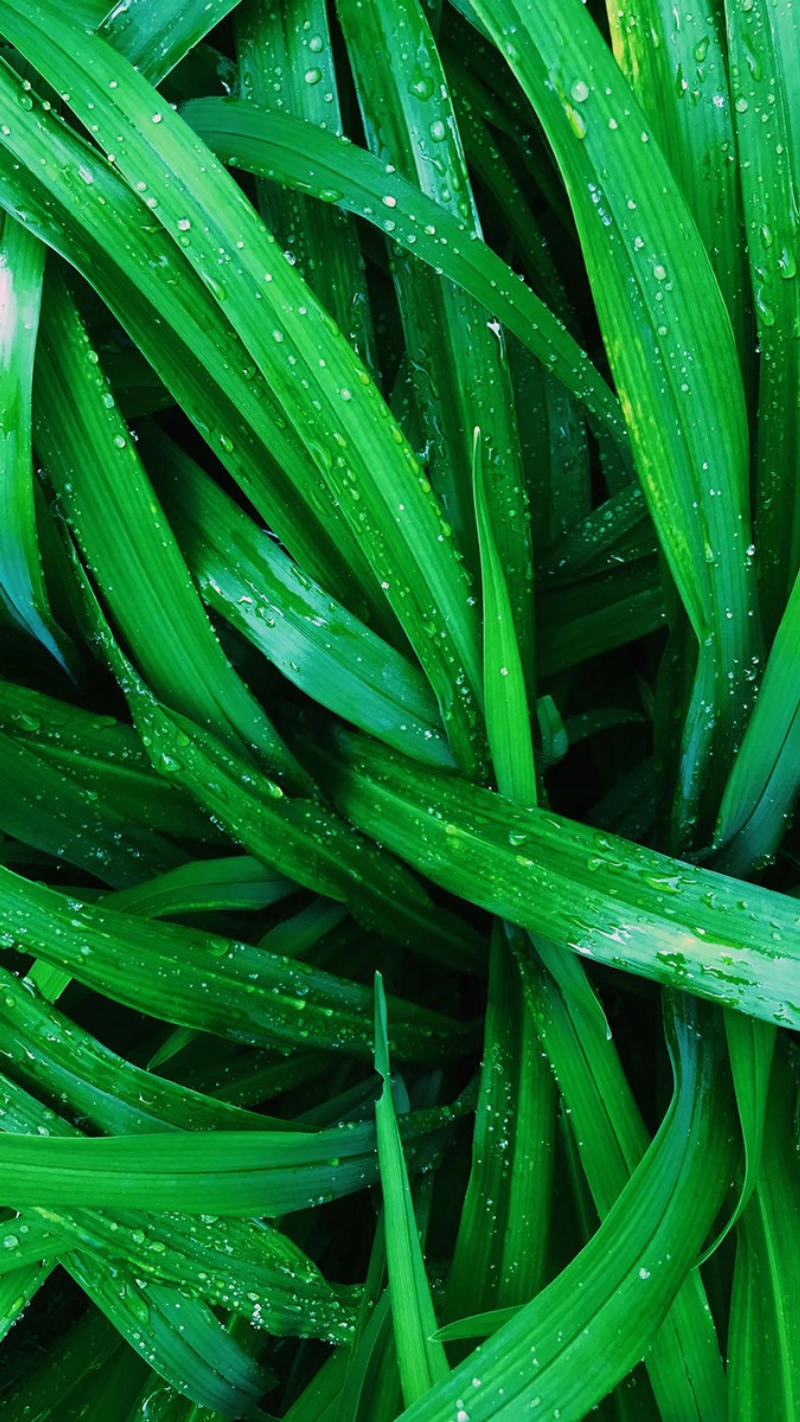 Hình nền đẹp màu xanh lá khiến lòng dịu lại