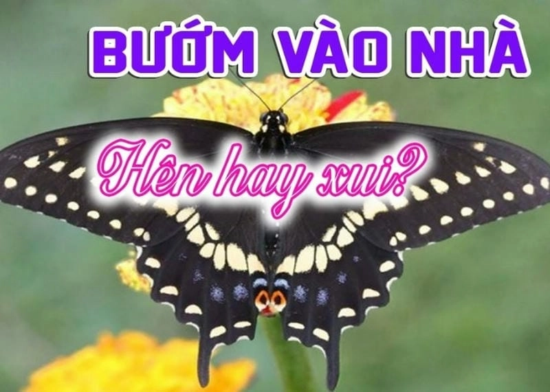 Giải mã ý nghĩa bướm bay vào nhà có phải là điềm lành thú vị