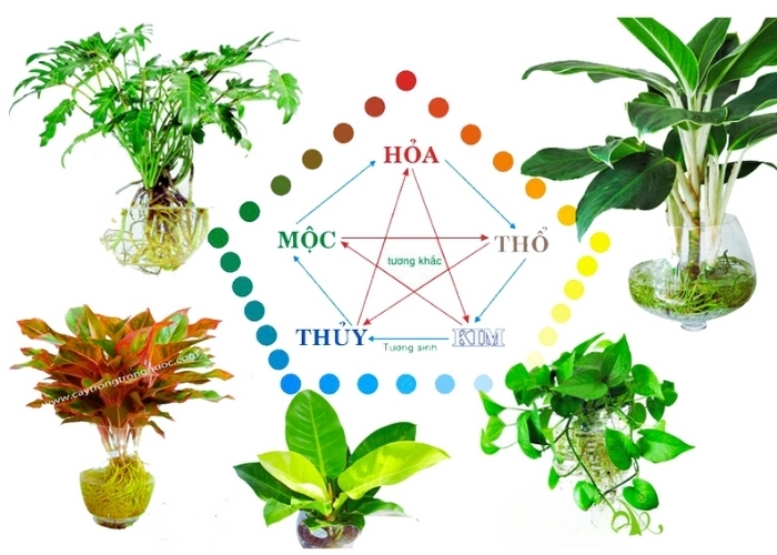 Cây phong thủy là gì bạn đã hiểu đúng nghĩa chưa