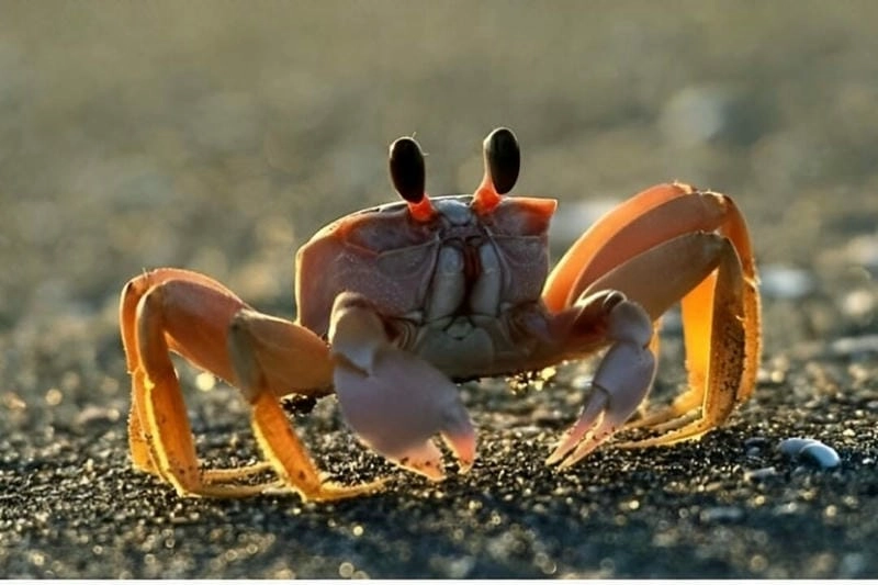 Tìm hiểu giải thích hiện tượng cua bò vào nhà từ góc nhìn khoa học