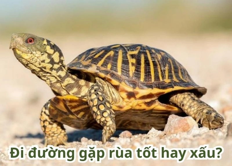 Khám phá giải mã hiện tượng gặp rùa trên đường mang nhiều ý nghĩa