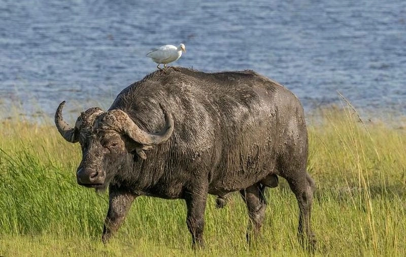 Khám phá luận giải chi tiết các giấc mơ về trâu ý nghĩa