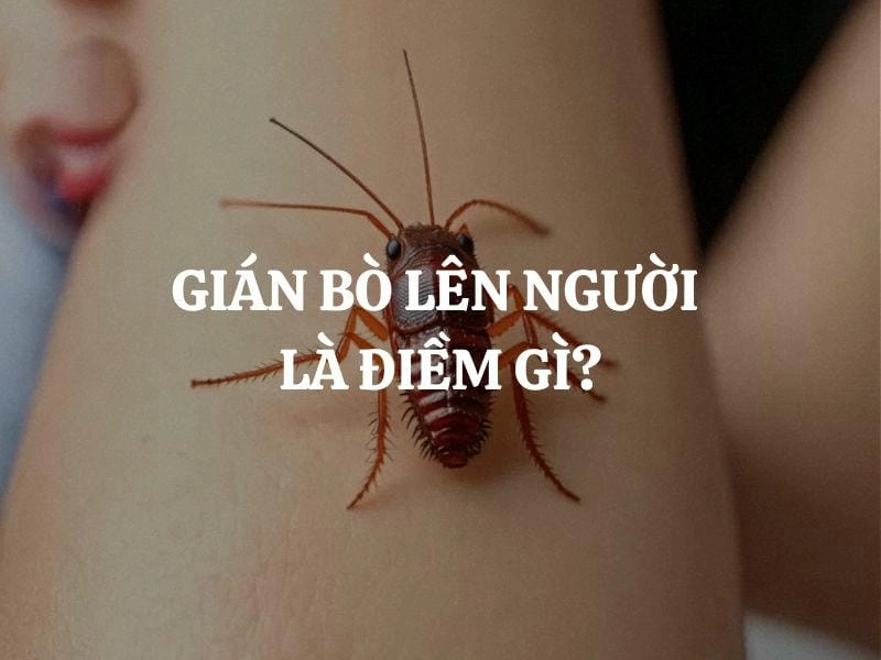 Khám phá gián bò lên người là điềm gì theo quan niệm dân gian