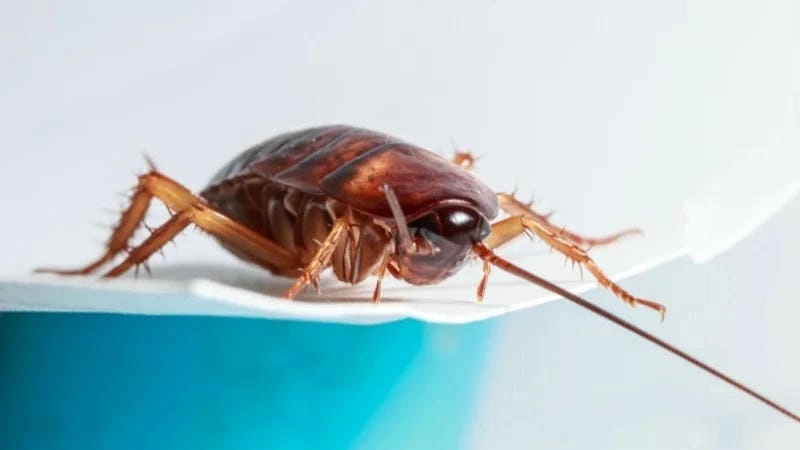 Tìm hiểu vì sao gián lại bò lên người từ góc nhìn khoa học