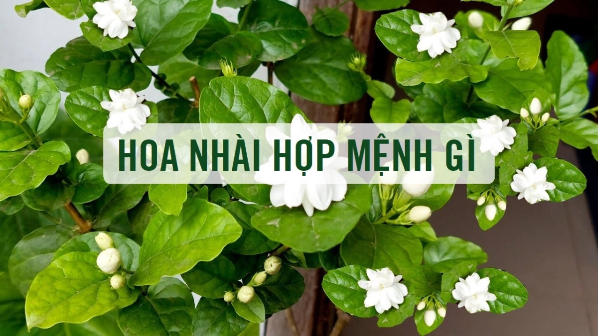 Hoa nhài hợp mệnh gì thu hút người yêu phong thủy khám phá