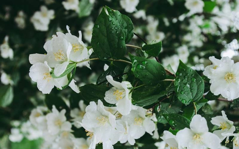 Ý nghĩa phong thủy của hoa nhài mang lại cảm giác bình an nhẹ nhàng