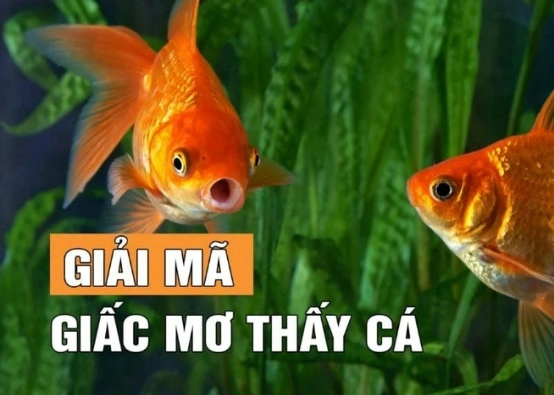 Khám phá giải mã ý nghĩa khi nằm mơ thấy cá trong giấc mơ bạn