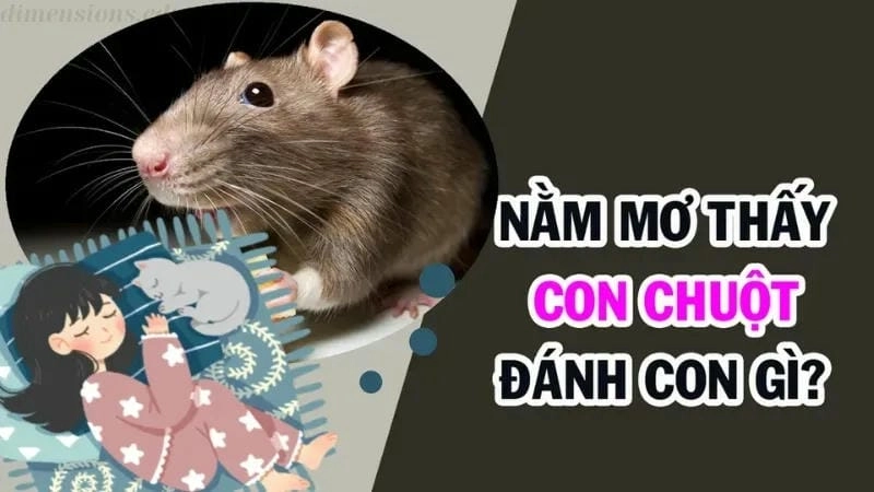 Tìm hiểu giải mã khi nằm mơ thấy chuột và những điềm báo liên quan