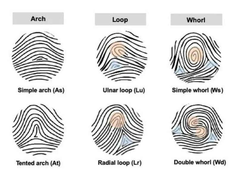 Giải mã các dạng vân tay phổ biến để hiểu rõ hơn về bản thân