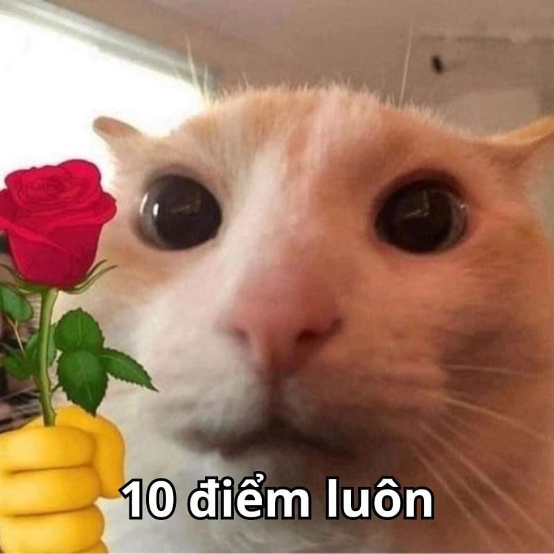 Cùng tìm hiểu khái niệm 10 điểm meme là gì