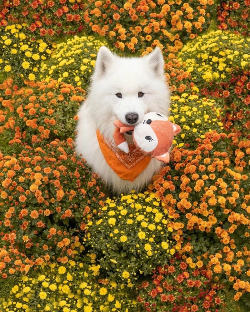 Cùng ngắm ảnh avatar chó cute