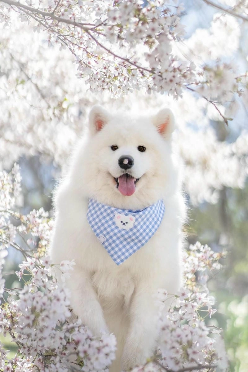 Cùng ngắm ảnh chó cute làm avatar