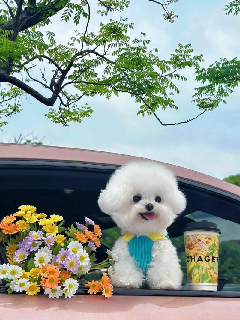 Những ảnh chó avatar