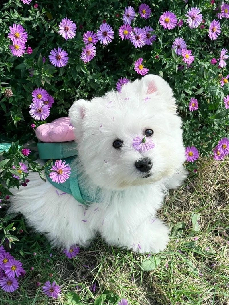 Sưu tầm avatar chó dễ thương