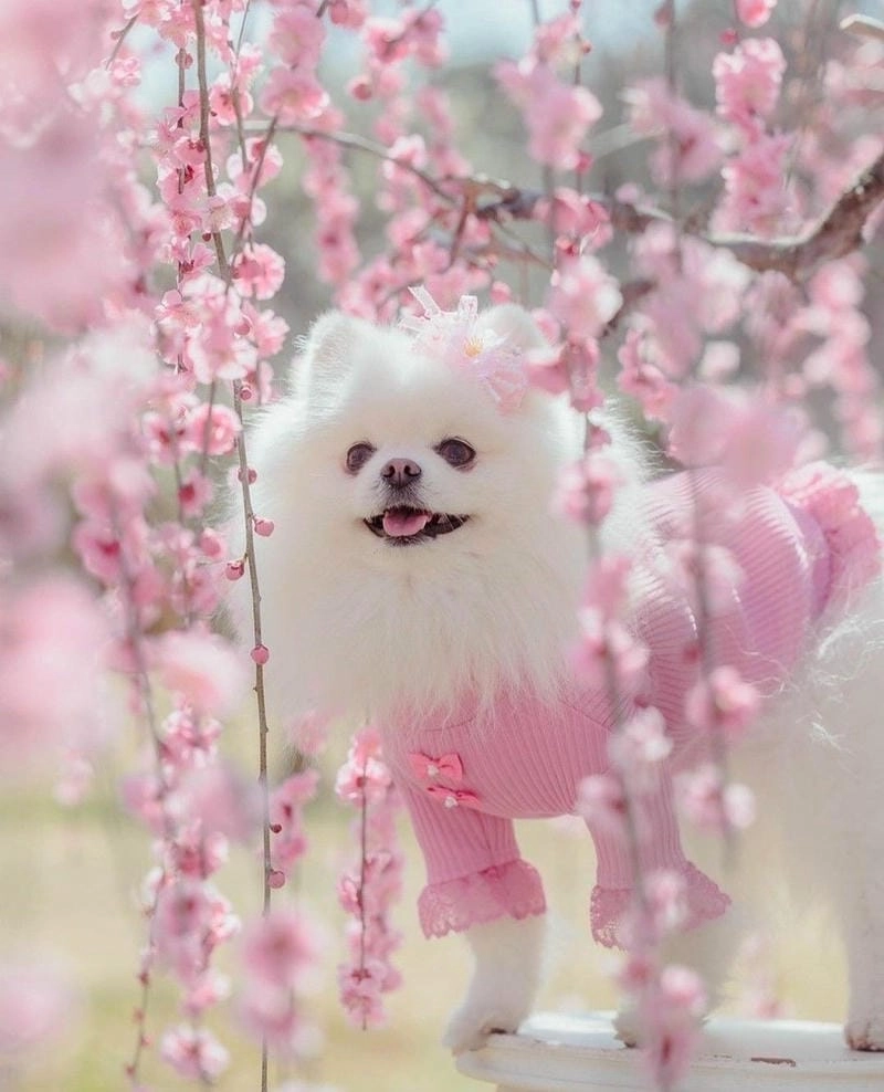 Tải về avatar chó cute