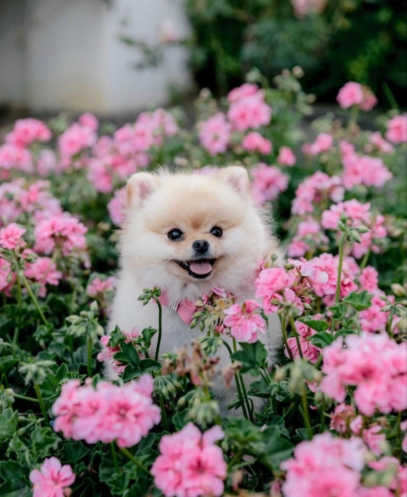 Săn lùng hình avatar chó cute