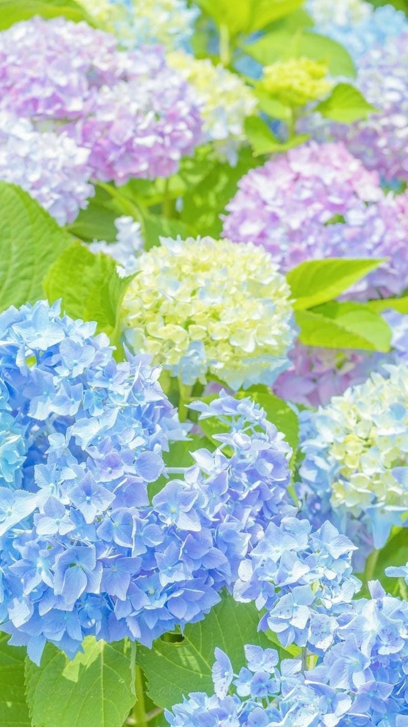 Cùng ngắm hình hoa cẩm tú cầu đẹp