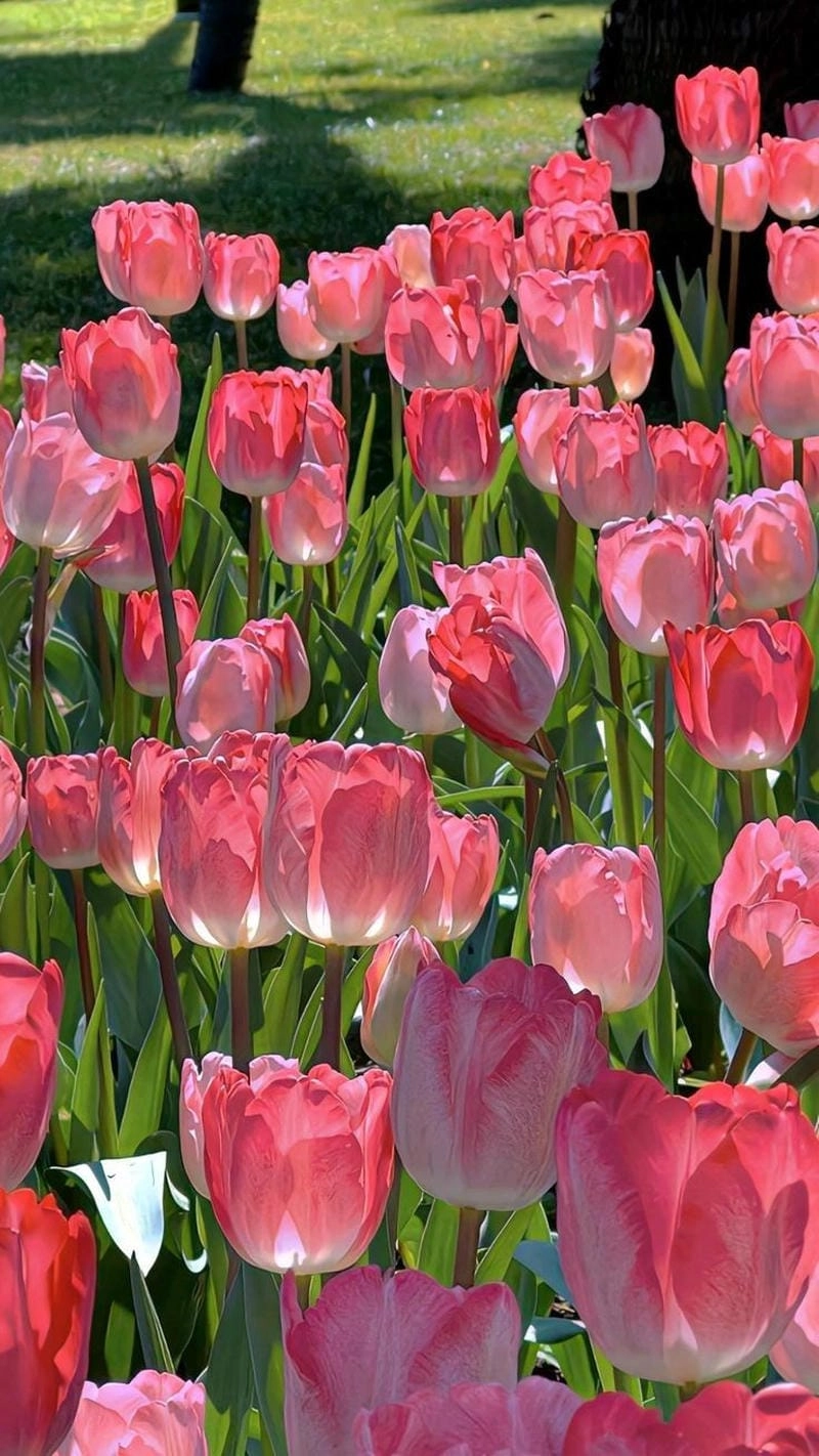 Khám phá lý do ảnh avatar hoa tulip được yêu thích
