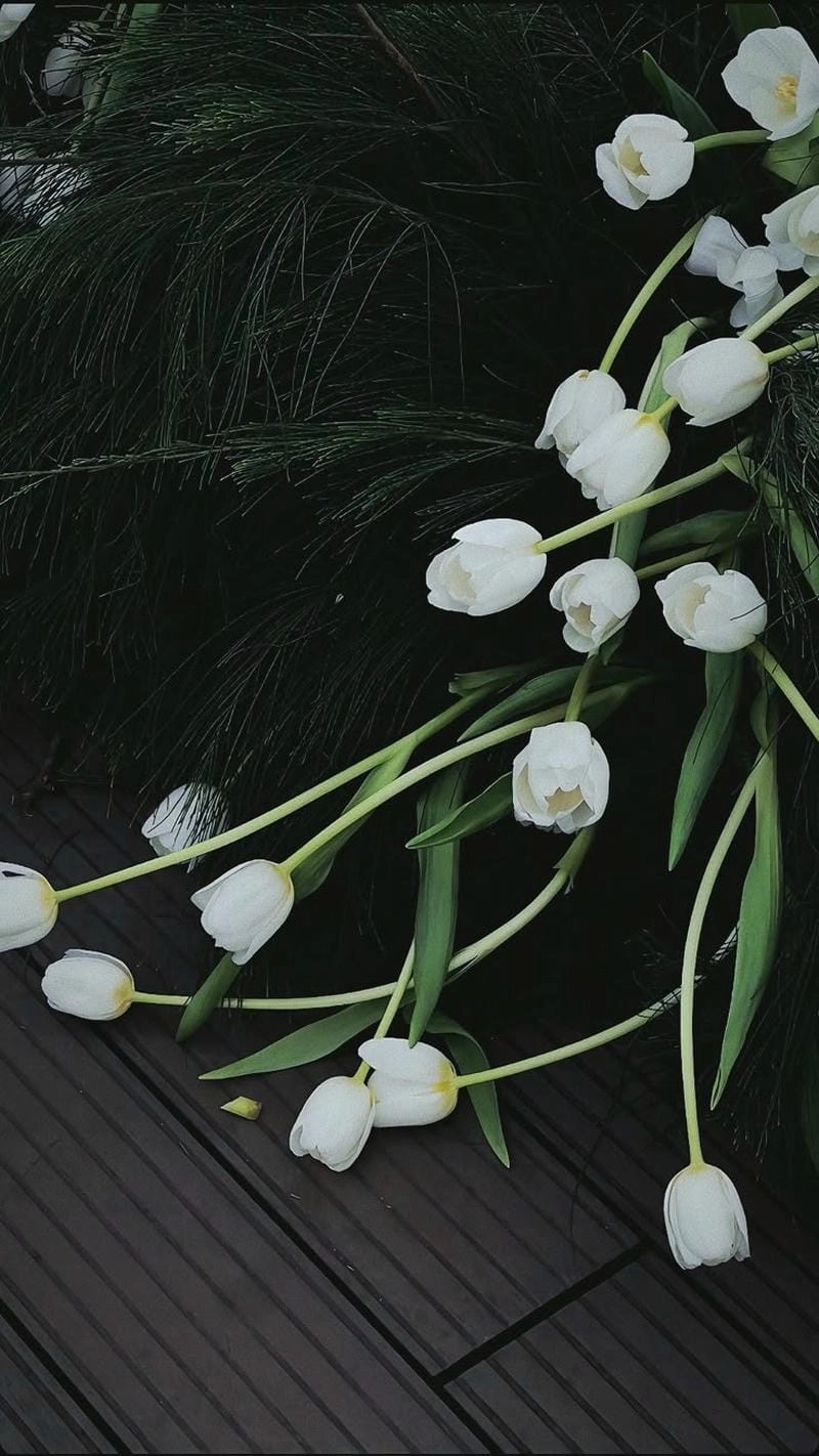 Tìm hiểu khái niệm về ảnh avatar hoa tulip