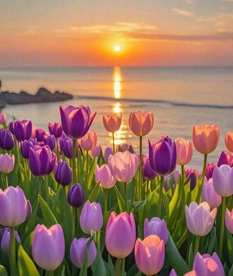 Tổng hợp avatar hoa tulip