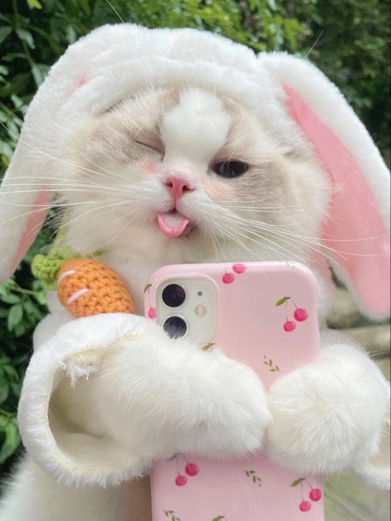 Cùng tải ảnh mèo cute về ngay