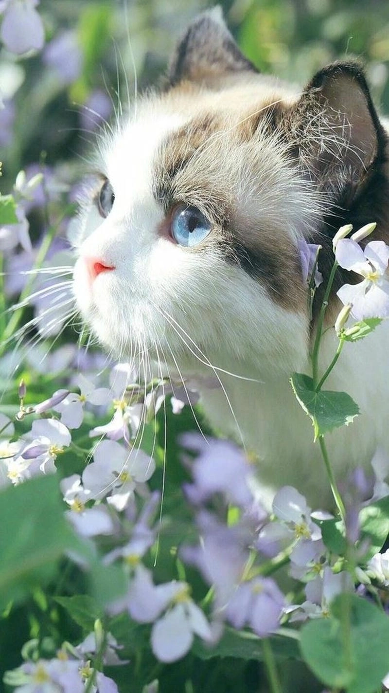 Thay avt avatar ảnh mèo cute