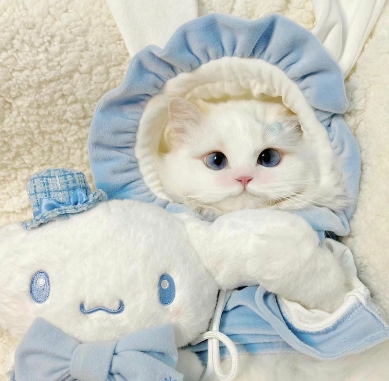 Vẻ đẹp của ảnh mèo cute vô tri