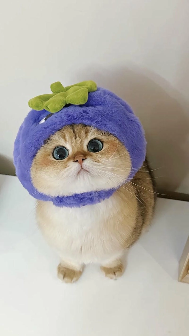 Tổng hợp ảnh mèo cute đáng yêu