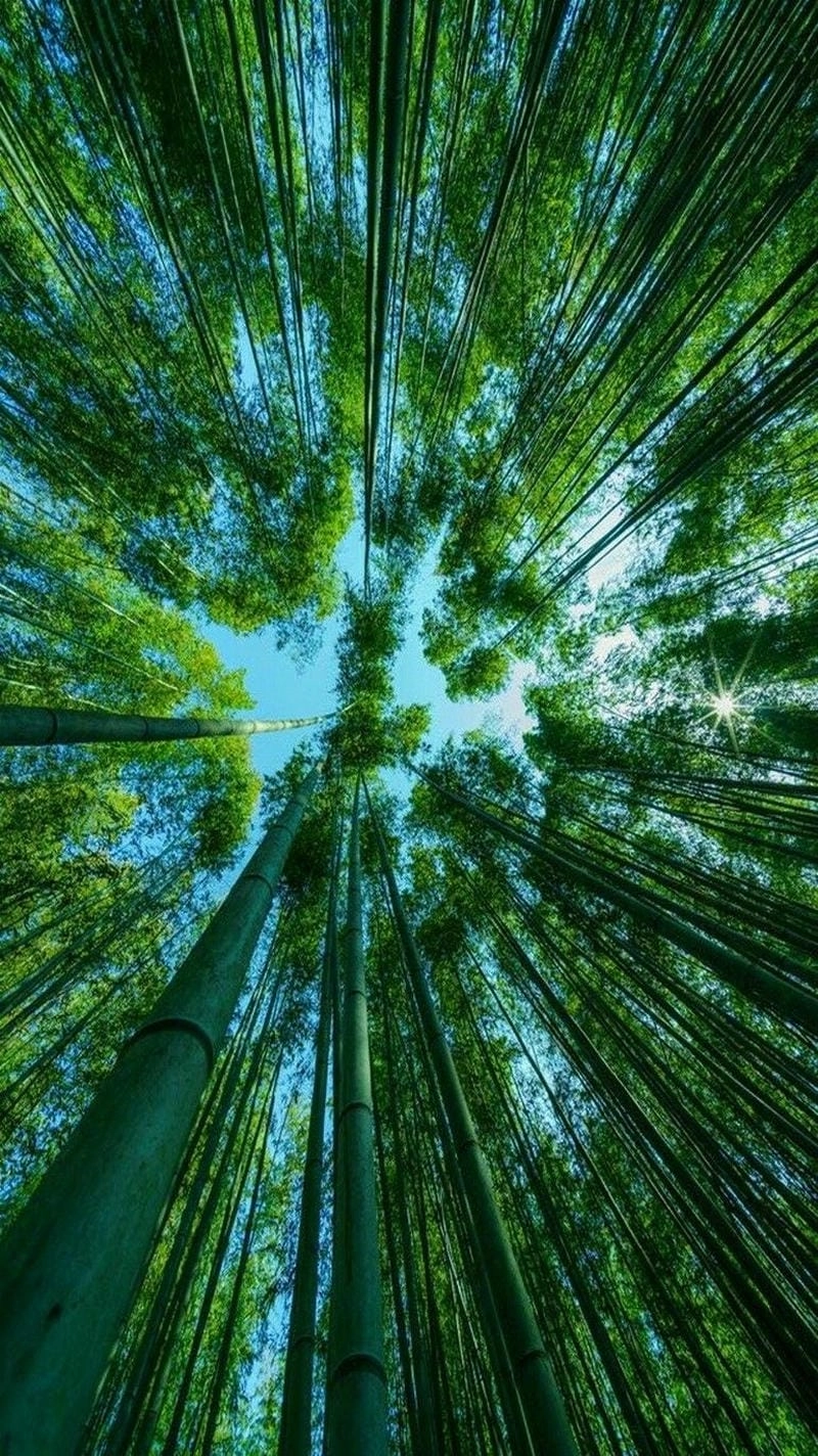 Cùng ngắm hình ảnh cây cối xanh tươi