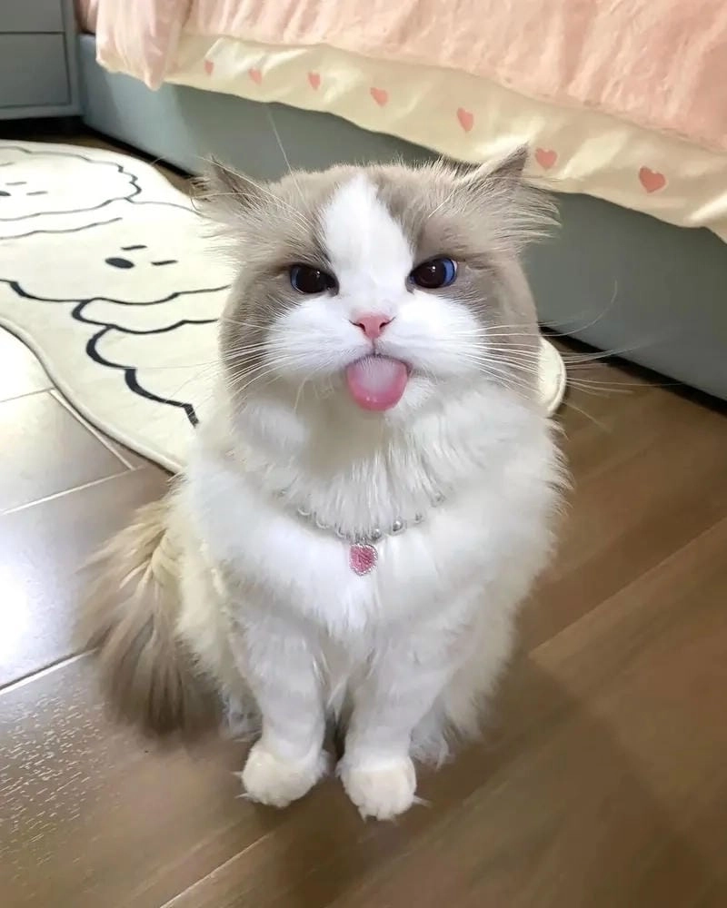 Cùng nhau tìm ảnh mèo vô tri dễ thương